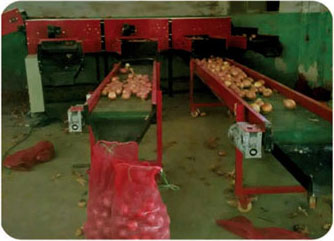 洋蔥分選機圖片